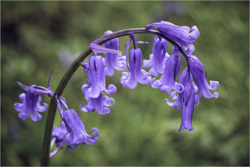 Bluebell Arch - image gratuit #460833 