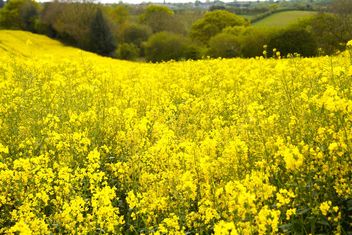 Rapeseeds farms, Burntwood, England - Free image #460883