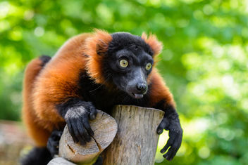 Lemur - Kostenloses image #460953