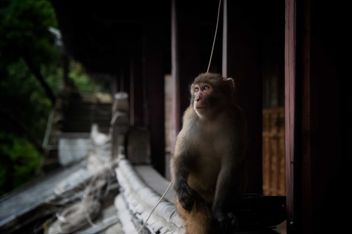 Temple Monkey - Free image #460973
