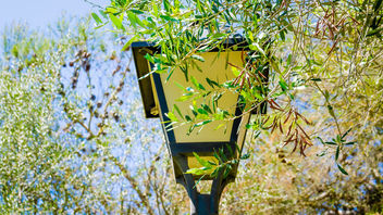 A decorative, retro-styled, public street lantern under a canopy of leaves - image #461033 gratis