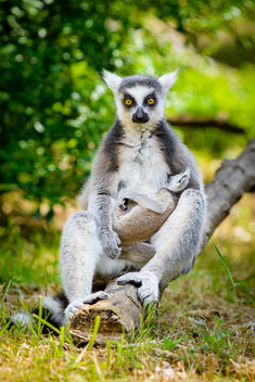 Lemur - Free image #461103