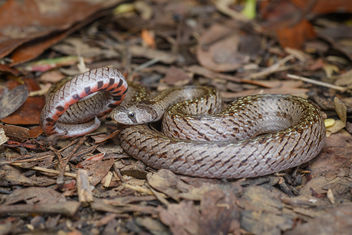 Oligodon deuvei, Deuve's kukri snake - Mueang Loei District, Loei Province - Free image #461183