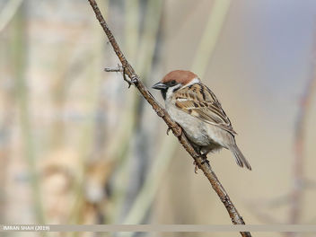 Eurasian Tree Sparrow (Passer montanus) - бесплатный image #461203