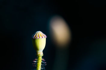 Poppy Seed - Kostenloses image #461523