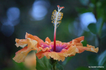 Hibiscus Orange by iezalel williams - IMG_5029-004 - Canon EOS 700D - image gratuit #461573 