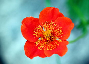 The home-garden flower... - image gratuit #461623 