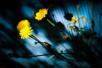 Little Suns in the Blue Shadow - image gratuit #461643 