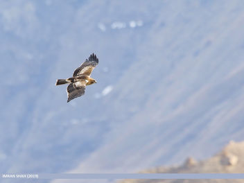 Booted Eagle (Hieraaetus pennatus) - image gratuit #461703 