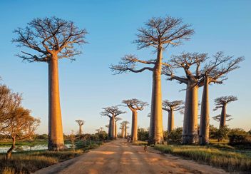 Allee des Baobabs - image gratuit #461913 