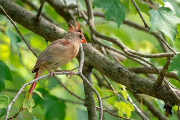 Female Cardinal in Tree - image gratuit #461943 
