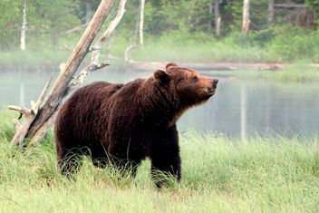 The brown bear - image #461973 gratis
