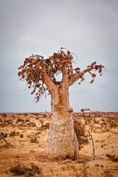 Socotra Island, Yemen - Free image #462033