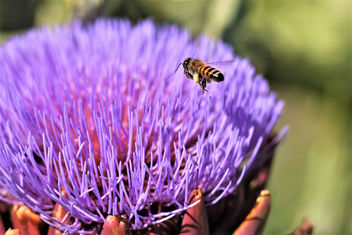 Honey bee and artichoke bloom - image gratuit #462053 