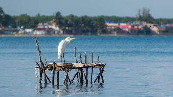 White Heron in front of Playa Larga - image gratuit #462093 