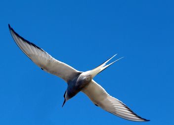 The flying Arctic tern... - image gratuit #462253 