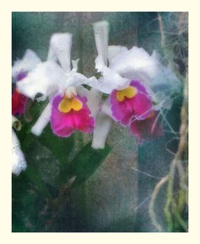 Romantic Orchids - image #462473 gratis