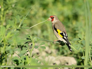 European Goldfinch (Carduelis carduelis) - image gratuit #462593 