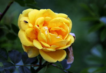 The flies on the yellow rose. - бесплатный image #462603