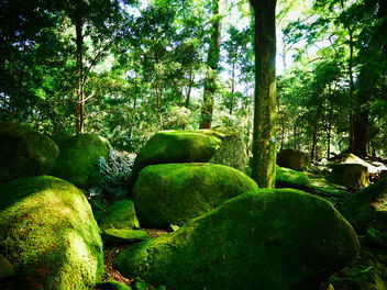 Botanic Gardens - stationary rocks will gather moss - image gratuit #462813 