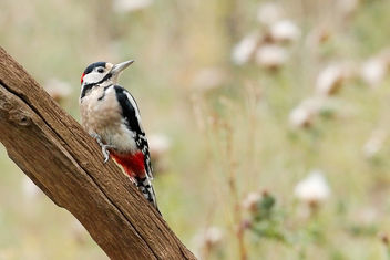 Great Spotted Woodpecker - image #462923 gratis