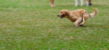 At the dog run - Kostenloses image #462963