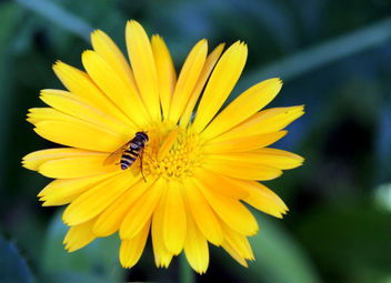 The yellow beauty and fly... - image gratuit #463133 