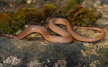 Flathead Snake (Tantilla gracilis) - image #463433 gratis
