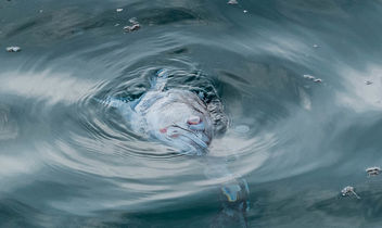 Death fish in the sea - Free image #463453