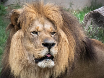 Majestic Lion at the Abilene Zoo - image gratuit #463463 