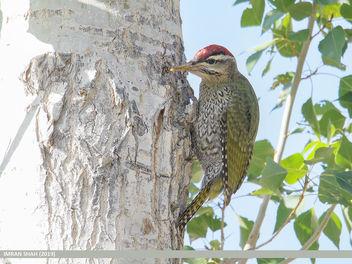 Scaly-bellied Woodpecker (Picus squamatus) - Free image #463603
