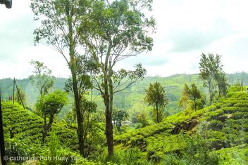 Kandy, tea plantation, Sri Lanka - image #463643 gratis