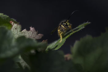 Wesp/ Wasp - Vespula vulgaris - image #463763 gratis