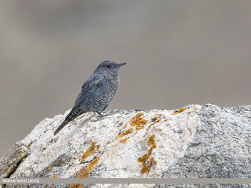 Blue Rock Thrush (Monticola solitarius) - image gratuit #463773 