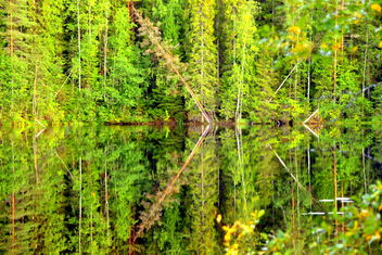 Green symmetry and reflections, - Free image #463793
