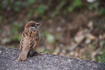 sparrow - Tai Po, Hong Kong - image gratuit #463843 