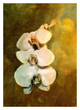Orchids in Soft Glow - image gratuit #464293 