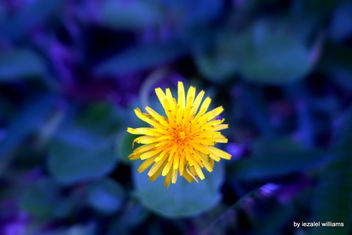 Wild flower in blue tone2 by iezalel williams IMG_0757 - image gratuit #464473 