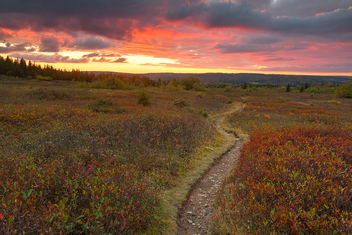 Dolly Sods Twilight Trail - Kostenloses image #464683