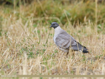 Snow Pigeon (Columba leuconota) - image #464973 gratis