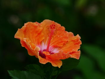 hibiscus - image gratuit #465123 