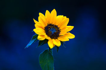Little Sunflower - image #465303 gratis