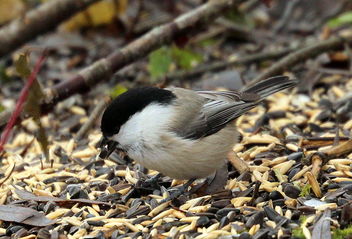 Willow tit among grains, - Kostenloses image #465463