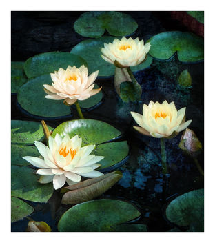 Lily Pond - Kostenloses image #465723