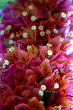 Cluster of flowers in pink and orange tone IMG_0931-007 - image gratuit #465883 