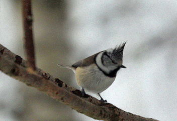Crested tit - Kostenloses image #466253