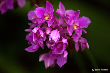 Tropical plant - a Wild Orchid by iezalel williams - IMG_2888 - Canon EOS 700D - image #466303 gratis