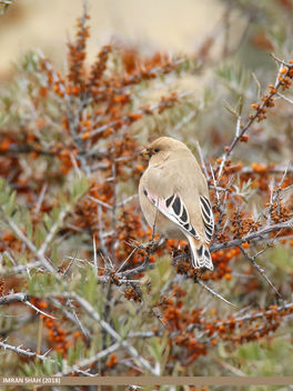Desert Finch (Rhodospiza obsoleta) - бесплатный image #466563
