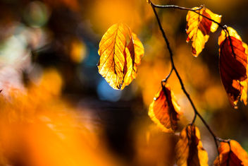 Autumn Colours - image #466913 gratis