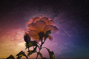 A rose in the night - image #466973 gratis